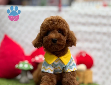 Red Brown Toy Poodle Mini Yavrular - 5686