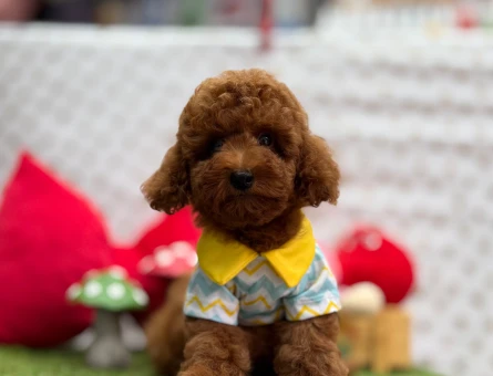 Red Brown Toy Poodle Mini Yavrular - 5686