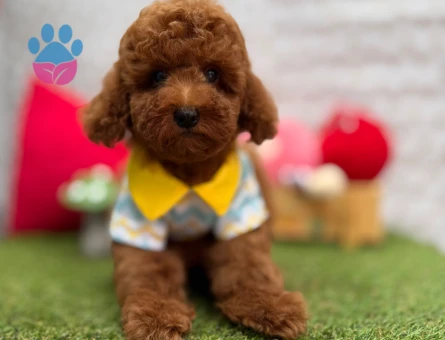 Red Brown Toy Poodle Mini Yavrular