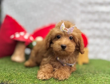 Maltipoo Irkının En Güzel Yavruları - 5688