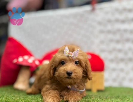 Maltipoo Irkının En Güzel Yavruları