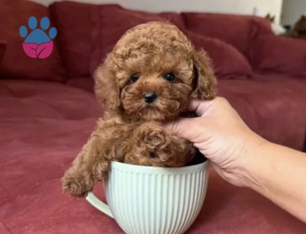 Toy poodle Antialerjik Irk Yavrular Yuva Bekliyor