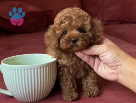 Toy poodle Antialerjik Irk Yavrular Yuva Bekliyor