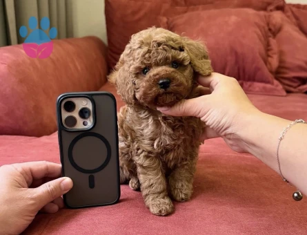 Kızıl Kahve Toy Poodle Mini Yavrular