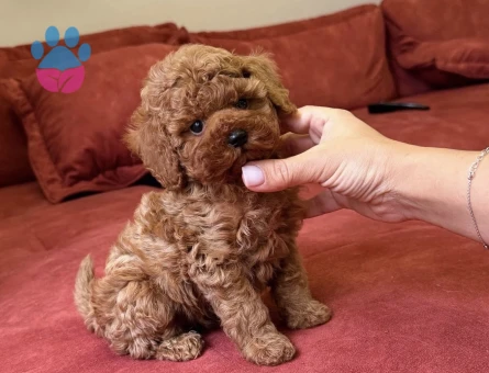 Kızıl Kahve Toy Poodle Mini Yavrular - 5690