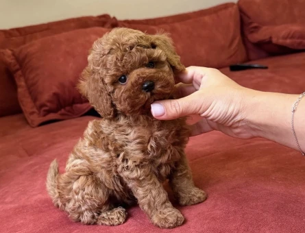 Kızıl Kahve Toy Poodle Mini Yavrular - 5690