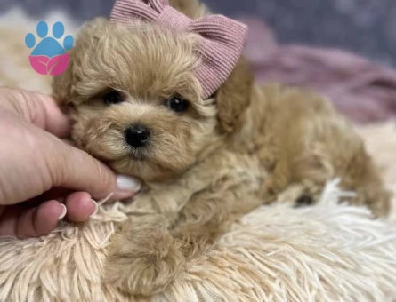 Mini Boyutlarda Sevimli Maltipoo Yavrular