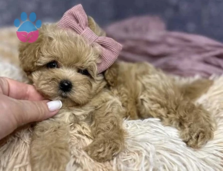Mini Boyutlarda Sevimli Maltipoo Yavrular