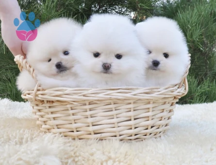 Boo Pomeranian Irkının En güzel Bebekleri - 5692