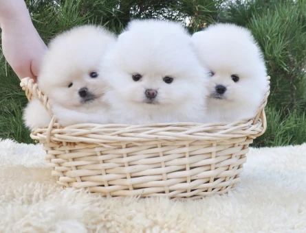 Boo Pomeranian Irkının En güzel Bebekleri - 5692