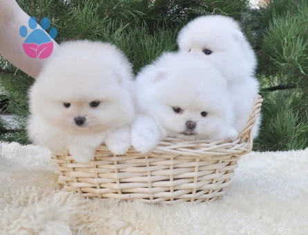 Boo Pomeranian Irkının En güzel Bebekleri