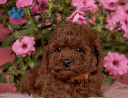 Oyuncu ve akıllı minik poodle yavrular