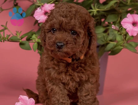 Oyuncu ve akıllı minik poodle yavrular - 5696