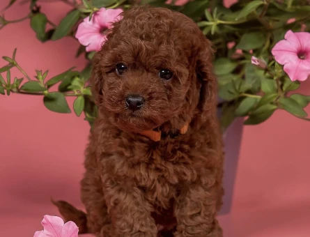 Oyuncu ve akıllı minik poodle yavrular - 5696