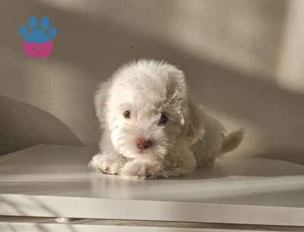 Maltese bebekler