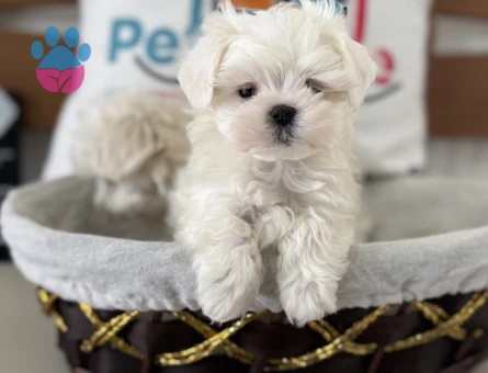 Petmode köpek çiftliğinden tea cup kore kan maltese - 5698
