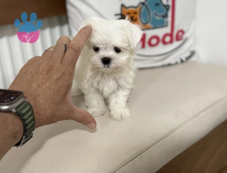 Petmode köpek çiftliğinden tea cup kore kan maltese