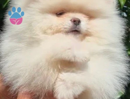 Petmode köpek çiftliğinden Fcı Sçr li pomeranian yavrular - 5699