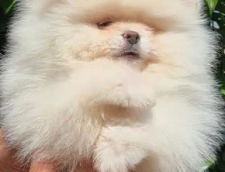 Petmode köpek çiftliğinden Fcı Sçr li pomeranian yavrular - 5699
