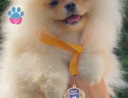 Petmode köpek çiftliğinden Fcı Sçr li pomeranian yavrular