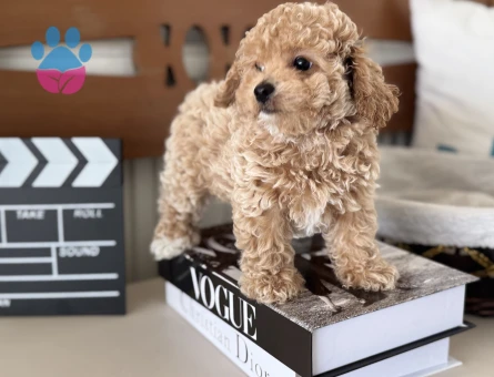 Petmode köpek çiftliğinden kore maltipoo yavrular - 5700