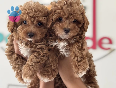 Petmode köpek çiftliğinden kore maltipoo yavrular