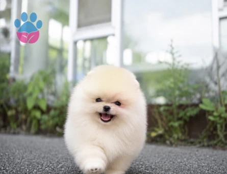 Pomeranian Boo Teddy Bear Yavrularimiz