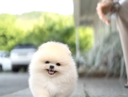 Pomeranian Boo Teddy Bear Yavrularimiz - 5703