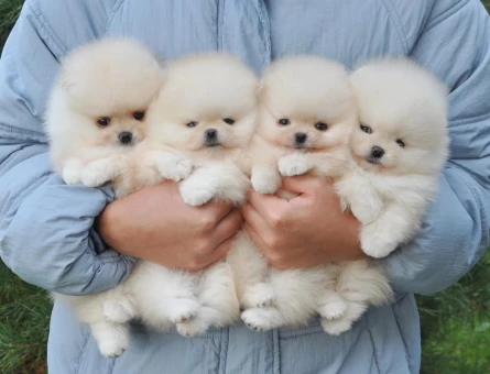 Pomeranian Boo Teddy Bear En Mini Boy Yavrular - 5704