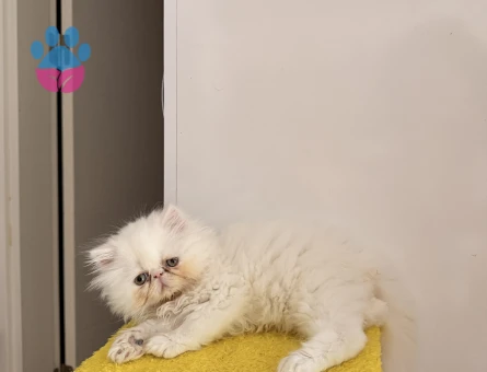 Exotic Shorthair Yavru Kedi Ömürlük Yuvasını Arıyor