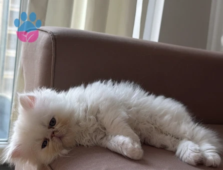 Exotic Shorthair Yavru Kedi Ömürlük Yuvasını Arıyor