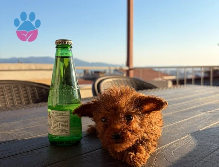 Teacup poodle yavrularımız - 5708