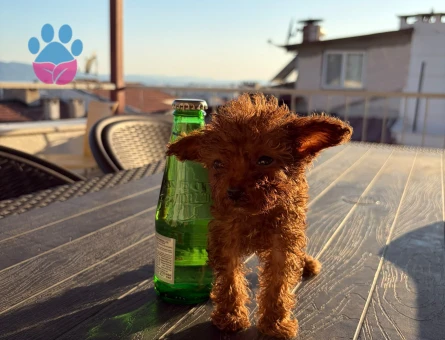 Teacup poodle yavrularımız