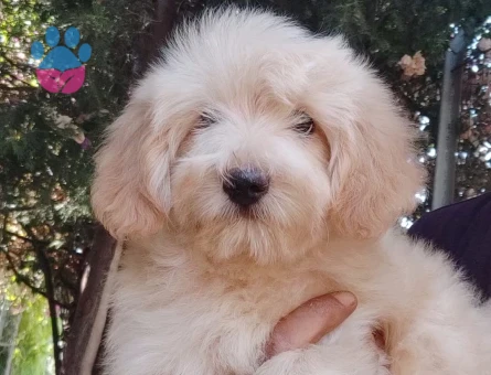 MALTİPOO BEBEKLERİMİZ - 5710
