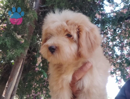 MALTİPOO BEBEKLERİMİZ