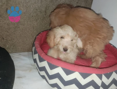 MALTİPOO BEBEKLERİMİZ