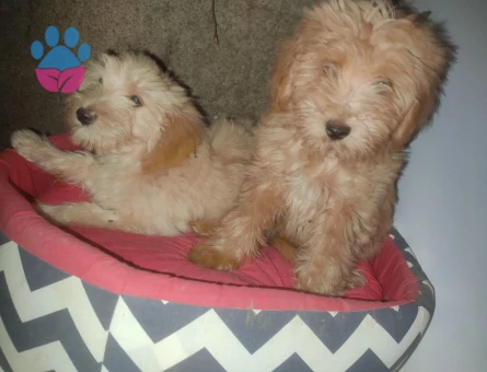 MALTİPOO BEBEKLERİMİZ