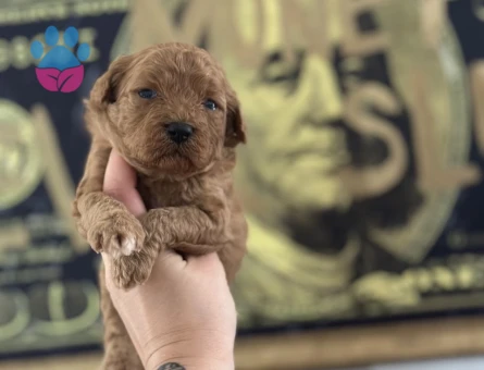 Toy Poodle Yavruları - 5711