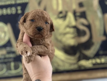 Toy Poodle Yavruları - 5711