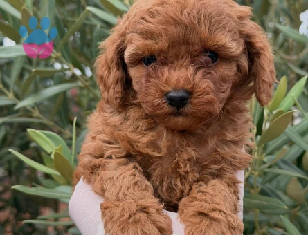 Toypoodle Erkek 2 Aylık