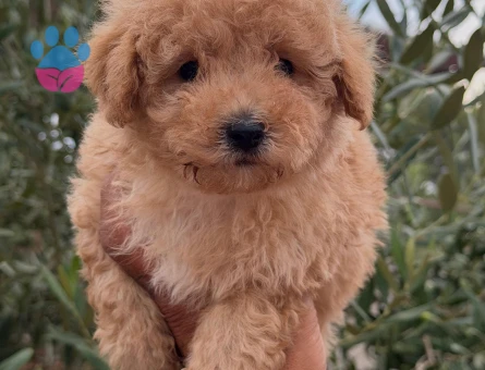 TOYPOODLE ERKEK - 5715