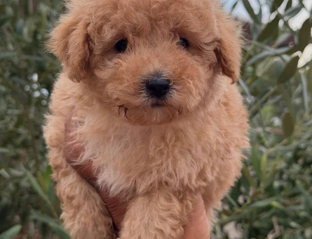 TOYPOODLE ERKEK - 5715
