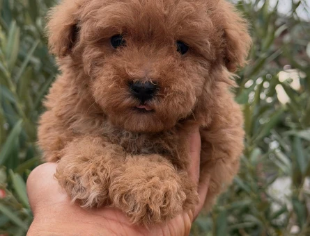 Toy Poodle Erkek 2 Aylık - 5716