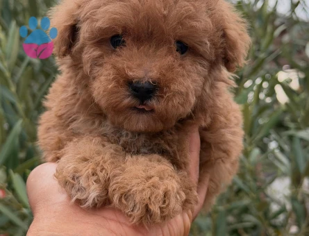 Toy Poodle Erkek 2 Aylık