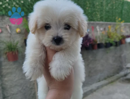 Adana İçi Maltese Terrier Yavru