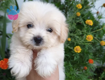 Adana İçi Maltese Terrier Yavru
