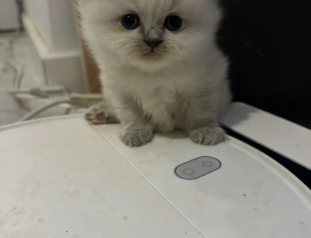 British longhair Dişi ve Erkek - 5717