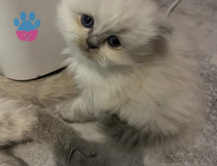 British longhair Dişi ve Erkek