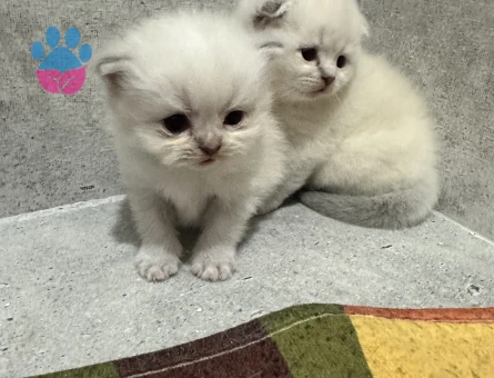 British longhair Dişi ve Erkek