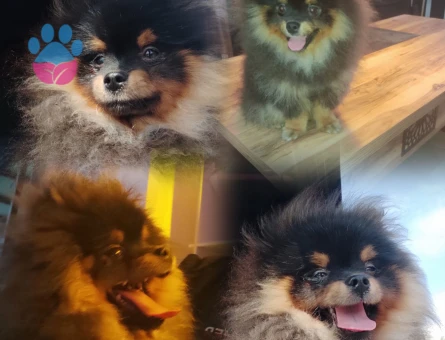 Pomeranian Boo 10 Aylık - 5718